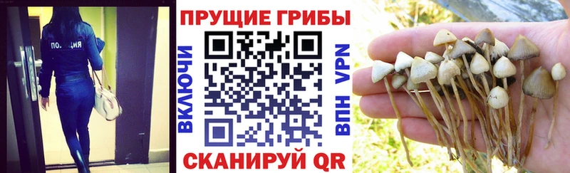 Псилоцибиновые грибы Psilocybe  купить наркоту  Строитель 